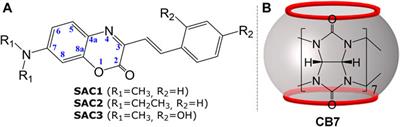 Changes in Protonation Sites of 3-Styryl Derivatives of 7-(dialkylamino)-aza-coumarin Dyes Induced by Cucurbit[7]uril